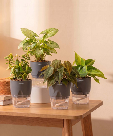 Air Purifying Combo - Set of 4 Self Watering Plants