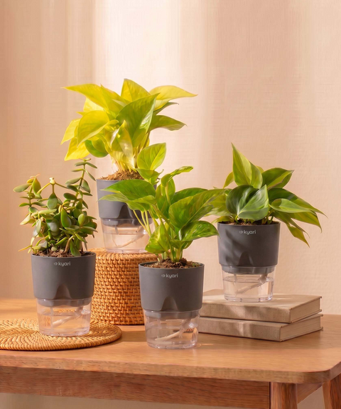 Low Maintenance Combo - Set of 4 Self Watering Plants