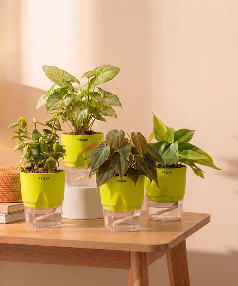 Air Purifying Combo - Set of 4 Self Watering Plants