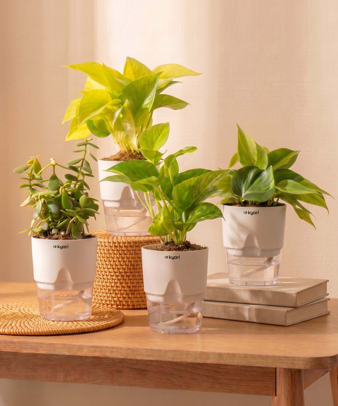 Low Maintenance Combo - Set of 4 Self Watering Plants