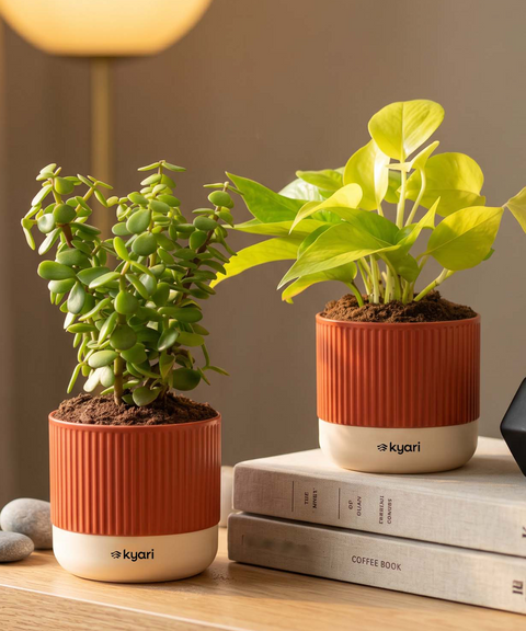 Lucky Plants Combo - Set of 2 Self Watering Plants