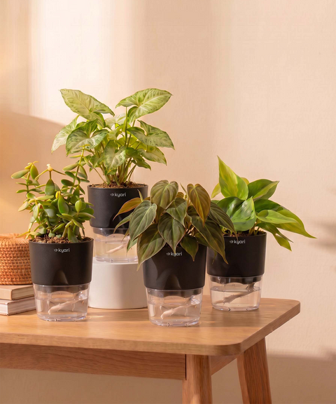 Air Purifying Combo - Set of 4 Self Watering Plants