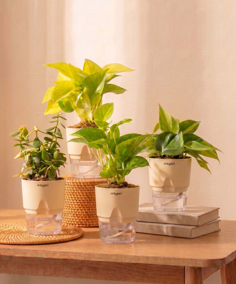 Low Maintenance Combo - Set of 4 Self Watering Plants