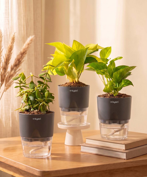 Good Luck Trio - Set of 3 Vastu Aligned Self Watering Plants