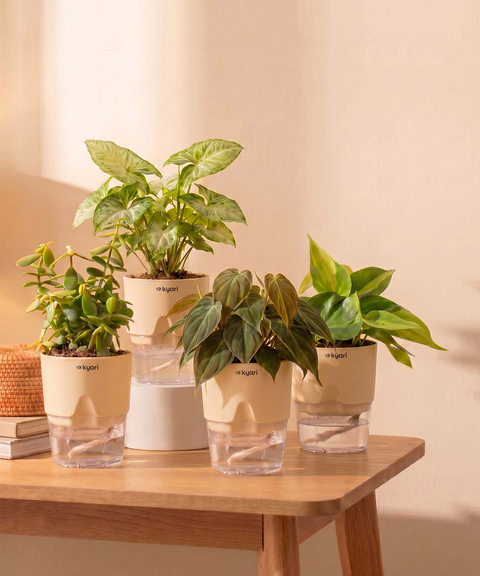 Air Purifying Combo - Set of 4 Self Watering Plants