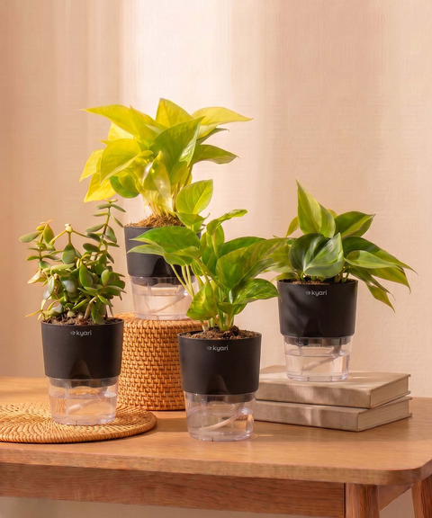 Low Maintenance Combo - Set of 4 Self Watering Plants
