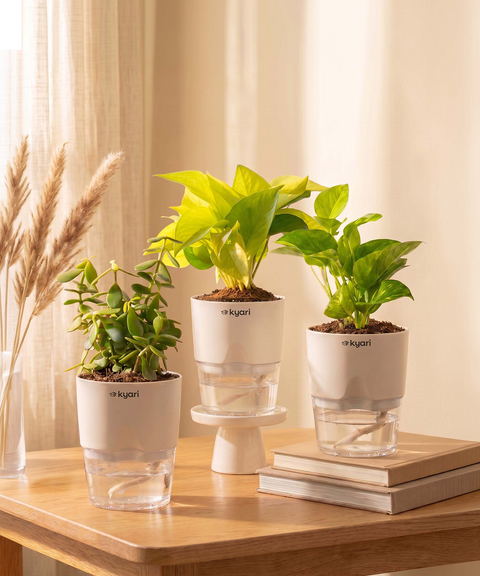 Good Luck Trio - Set of 3 Vastu Aligned Self Watering Plants
