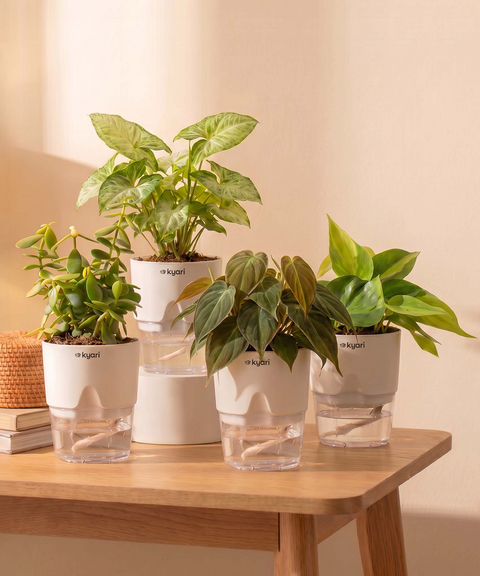 Air Purifying Combo - Set of 4 Self Watering Plants