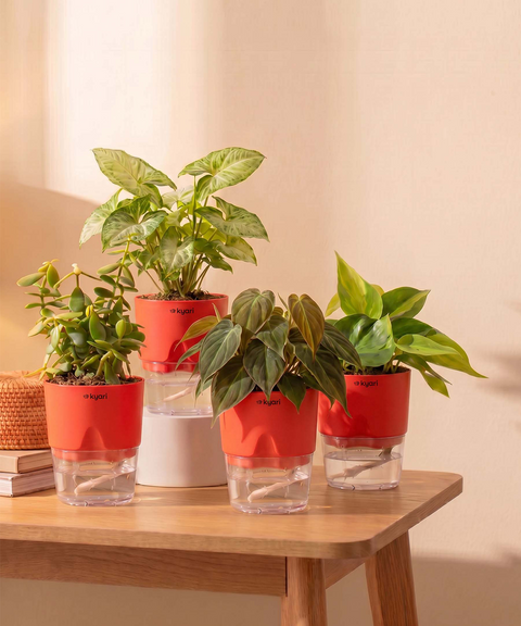Air Purifying Combo - Set of 4 Self Watering Plants