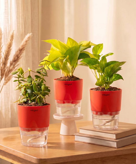 Good Luck Trio - Set of 3 Vastu Aligned Self Watering Plants