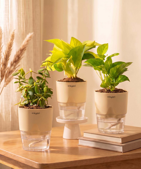 Good Luck Trio - Set of 3 Vastu Aligned Self Watering Plants