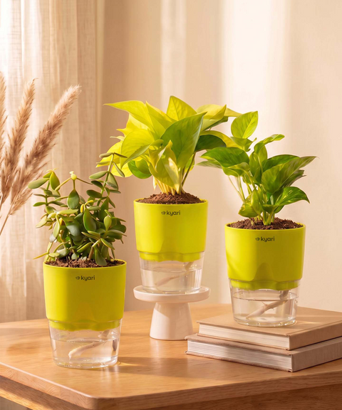 Good Luck Trio - Set of 3 Vastu Aligned Self Watering Plants