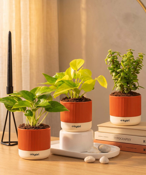 Lucky Plants Combo - Set of 3 Self Watering Plants