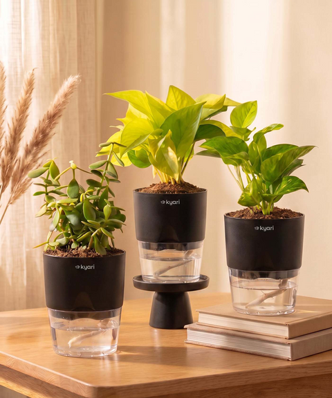 Good Luck Trio - Set of 3 Vastu Aligned Self Watering Plants