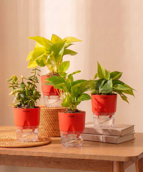 Low Maintenance Combo - Set of 4 Self Watering Plants