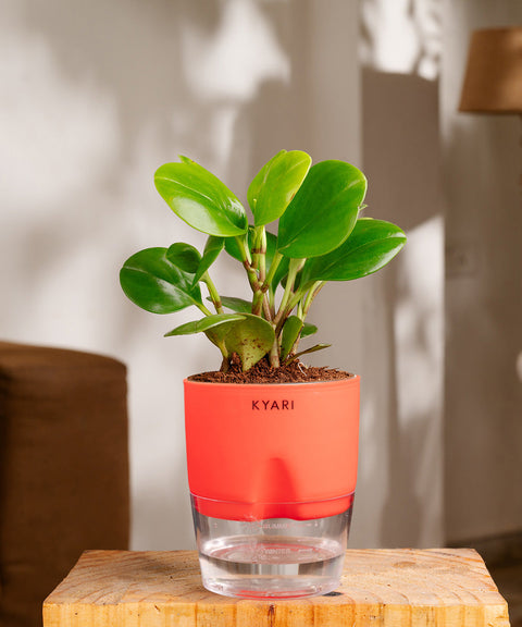 Peperomia Green Plant Paytm