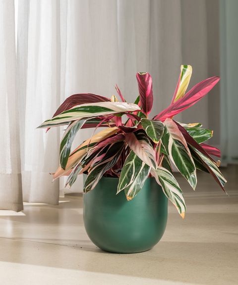Calathea Triostar with Extra Large Self Watering Pot