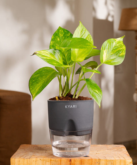 Money Variegated Plant With Self Watering Pot - CRED