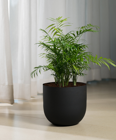 Chamaedorea Palm Plant With Extra Large Metal Self Watering Pot