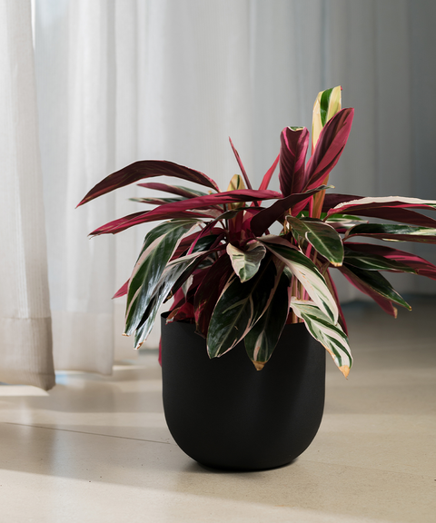 Calathea Triostar with Extra Large Metal Self Watering Pot