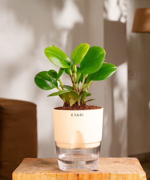 Peperomia Green Plant Paytm