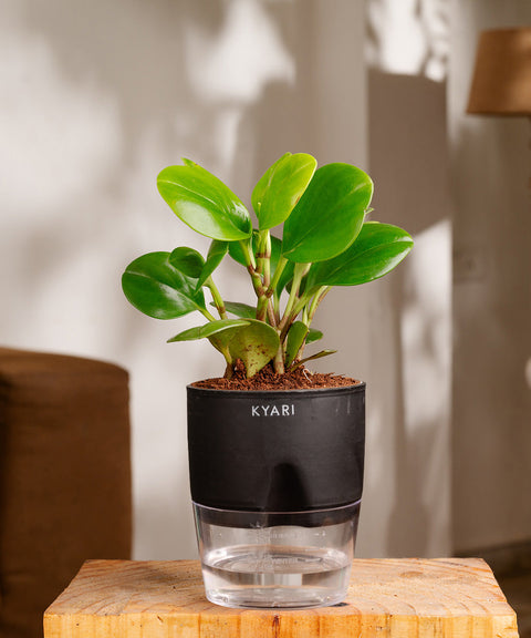 Peperomia Green Plant Paytm