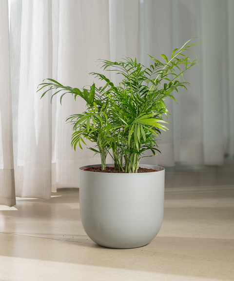 Chamaedorea Palm Plant With Extra Large Metal Self Watering Pot