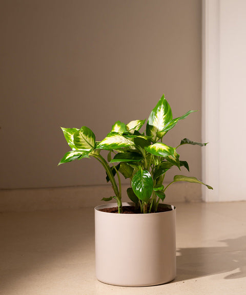 Dieffenbachia with Zen Metal Planter