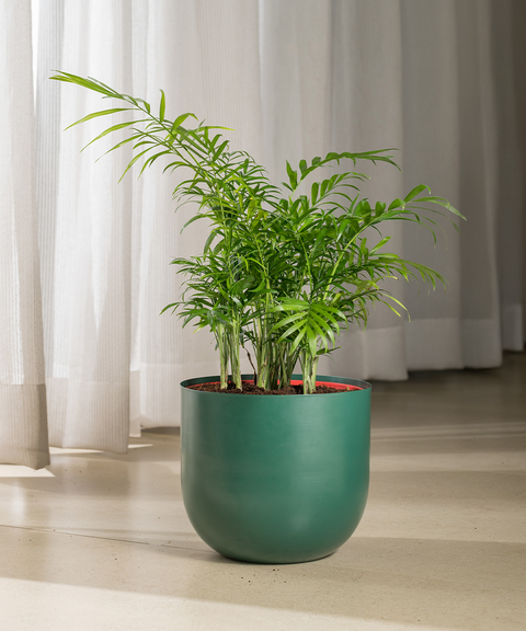 Chamaedorea Palm Plant With Extra Large Metal Self Watering Pot