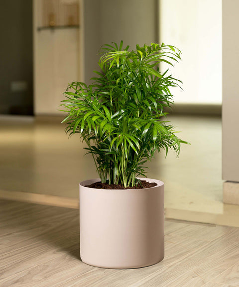 Chamaedorea Palm Plant With Large Metal Self Watering Pot