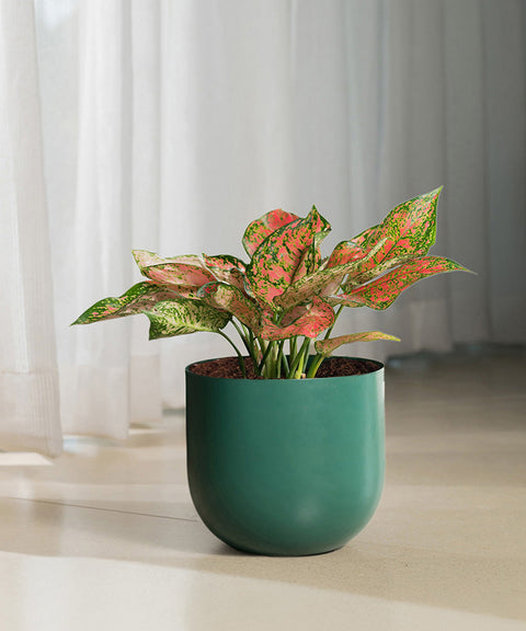 Aglaonema Valentine with Extra Large Metal Self Watering Pot