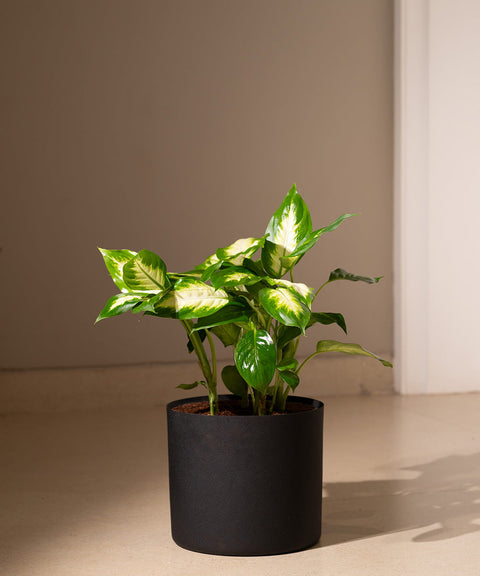 Dieffenbachia with Zen Metal Planter