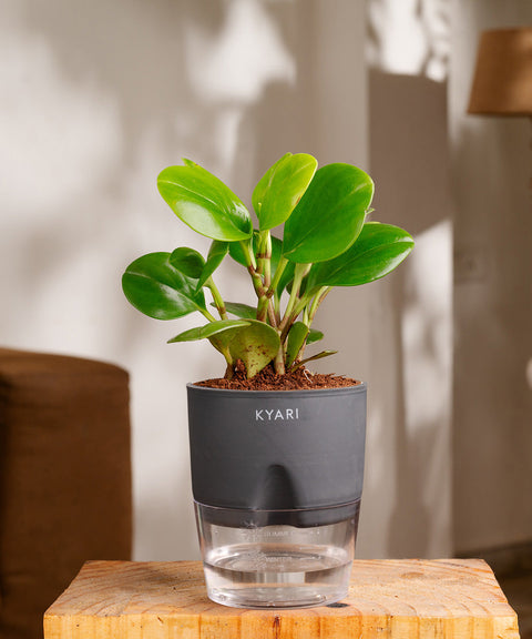 Peperomia Green Plant Paytm