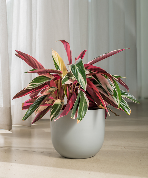 Calathea Triostar with Extra Large Metal Self Watering Pot Bonanza