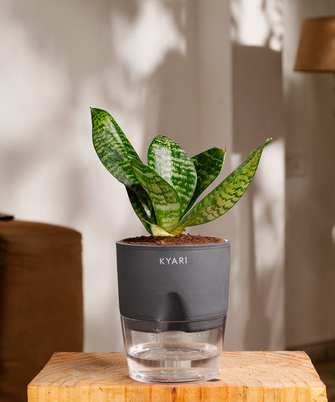 KYARI Sansevieria Green Snake plant with self watering pot