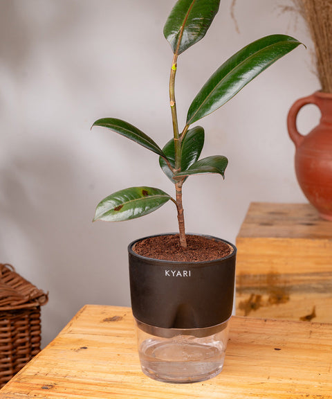 Black Rubber Plant with Self Watering Pot