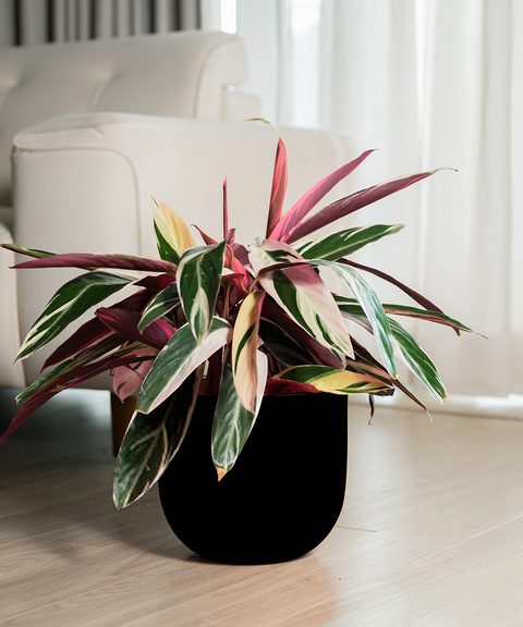 Calathea Triostar with Extra Large Self Watering Pot