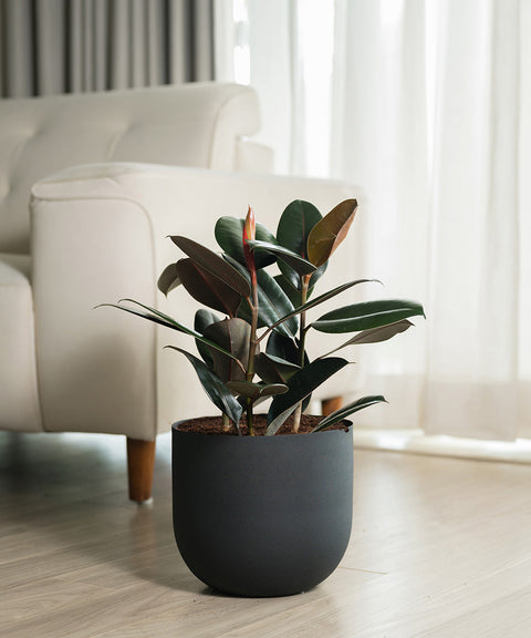 Black Rubber with Arbor Metal Planter