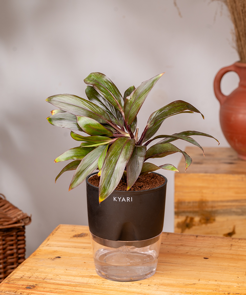 Dracaena Compacta Plant with self watering pot - Cred