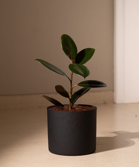 Black Rubber with Zen Metal Planter
