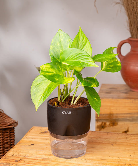 Money Variegated Plant With Self Watering Pot - CRED