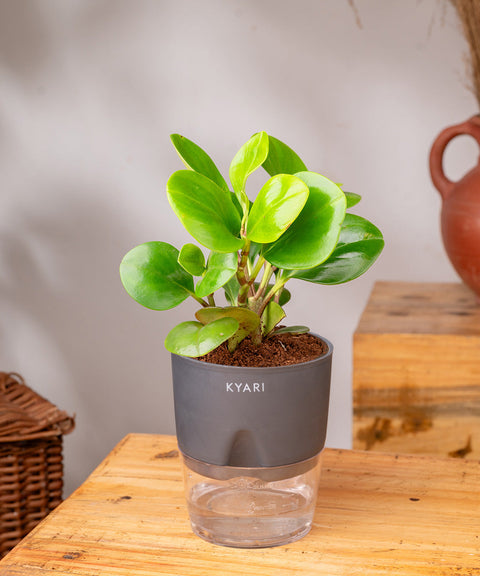 Peperomia Green Plant Paytm
