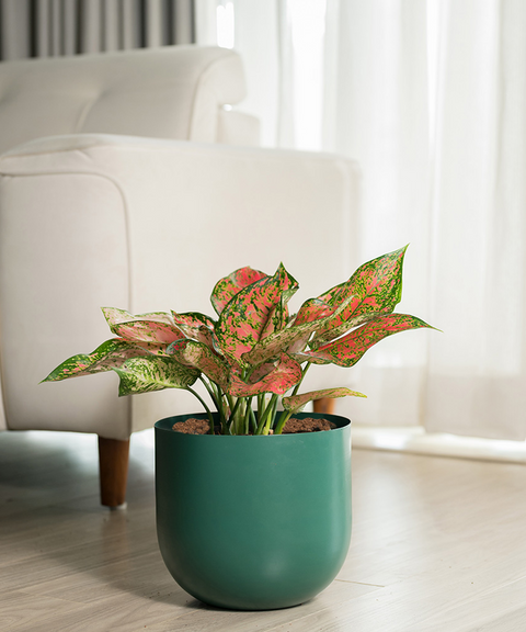 Aglaonema Valentine with Extra Large Metal Self Watering Pot