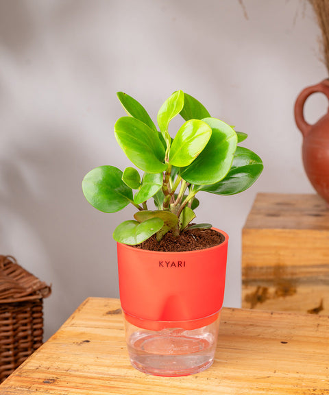 Peperomia Green Plant Paytm