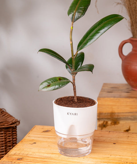 Black Rubber Plant with Self Watering Pot