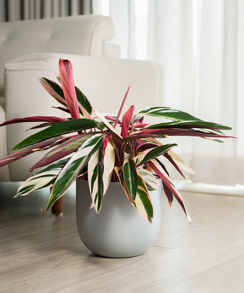Calathea Triostar with Extra Large Self Watering Pot