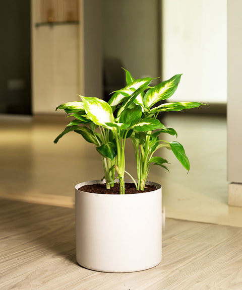 Dieffenbachia with Zen Metal Planter