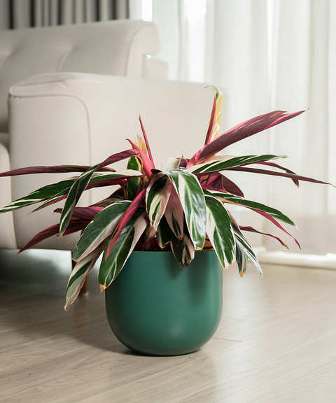 Calathea Triostar with Extra Large Self Watering Pot