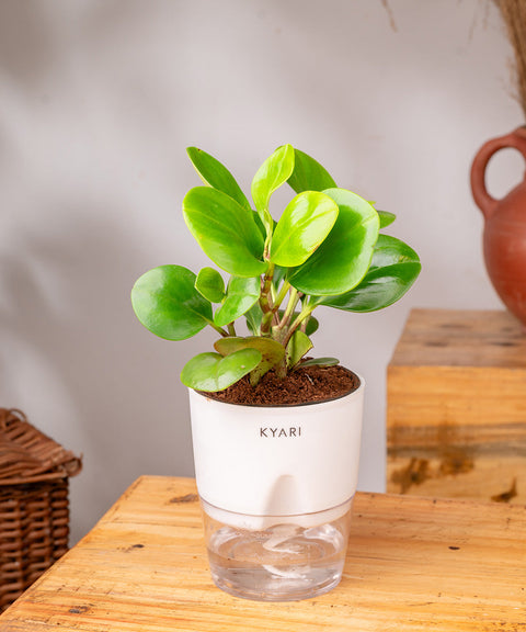 Peperomia Green Plant Paytm
