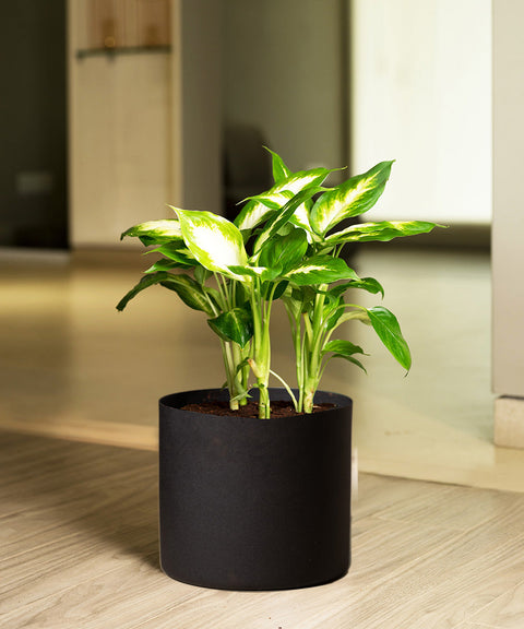Dieffenbachia with Zen Metal Planter